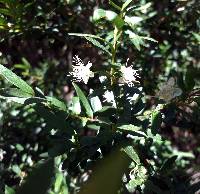 Myrceugenia parvifolia image