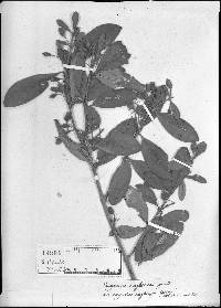Myrceugenia rufescens image